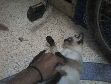 mon chat