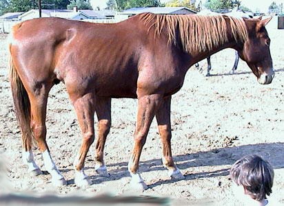 oui c'est un cheval 6 sobhana lah